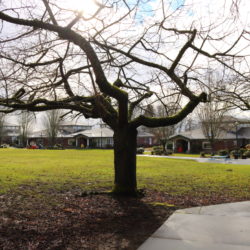 Cottages Courtyard